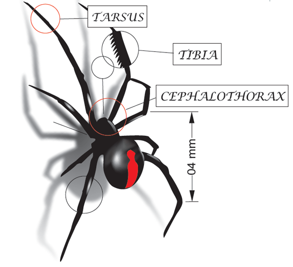 Redback Spider Illustration - Wideland Pest Management